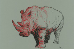 Rhinoceros-2-A3