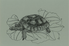 Tortue-dHermann-A3