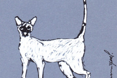 CHAT-1