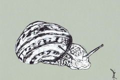 ESCARGOT-2-20x20