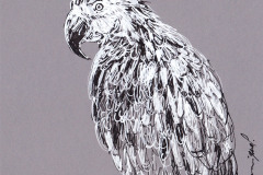 PERROQUET-20x20