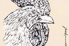 POULE-ET-COQ-3